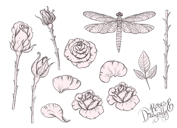 Vetor mão desenhada rosas e libélula . —  Vetores de Stock