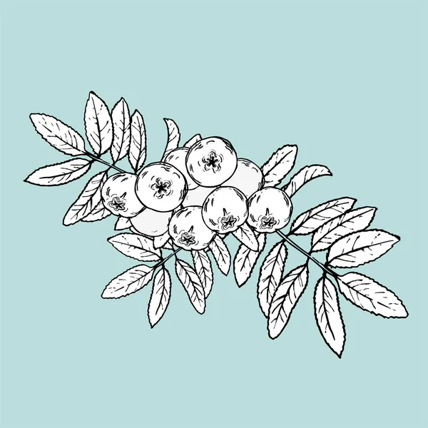 Hand drawn bunch of mountain ash. Vector illustration — 스톡 벡터
