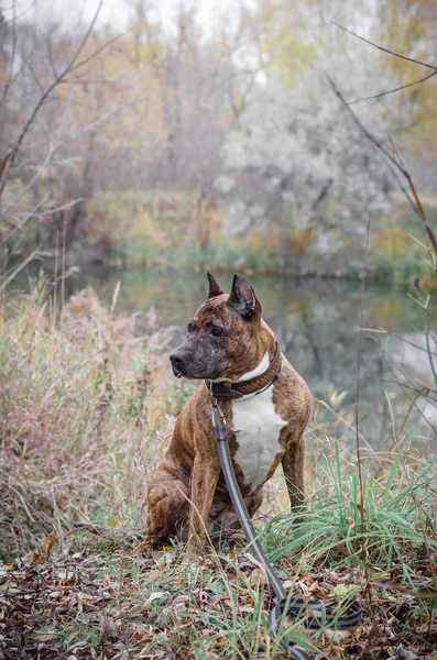 Photograph of the Staffordshire Terrier on the lake in autumn — ストック写真