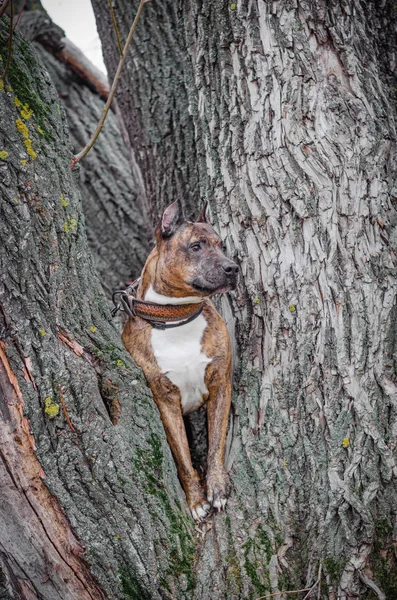 Foto de um cão na floresta de outono. Pit touro em uma árvore — Fotografia de Stock