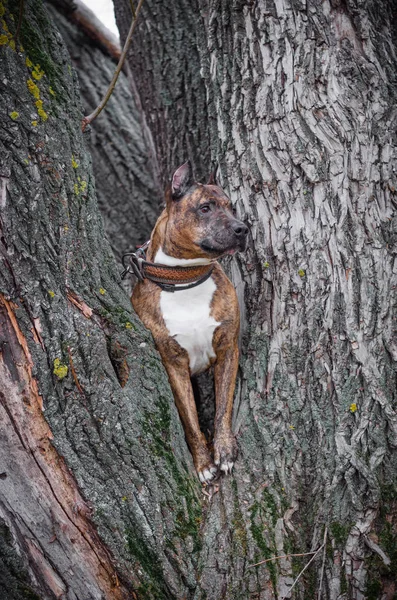 Foto av en tiger staffordshire terrier på ett träd — Stockfoto