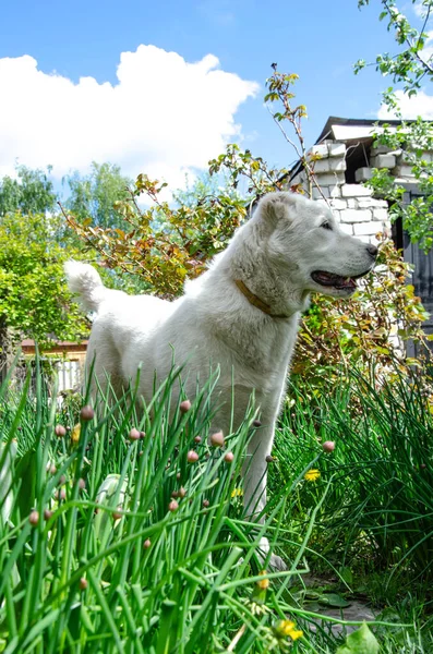 图为中亚牧羊犬在高草中的照片 — 图库照片