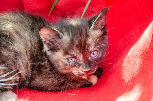 Foto di un gattino tricolore su un plaid rosso — Foto Stock