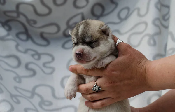 รูปของลูกสุนัขตาบอดสีเทาสีขาว husky ในมือของผู้ชาย — ภาพถ่ายสต็อก