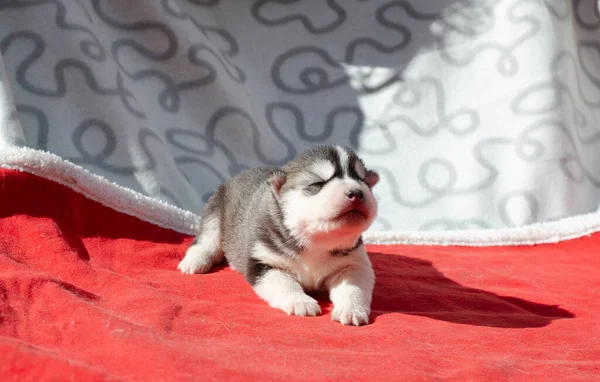 Фото черно-белой Сета слепой хаски щенок — стоковое фото