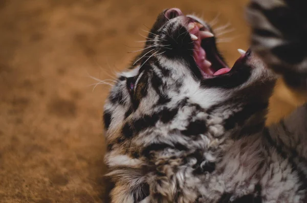 Foto de un cachorro de tigre gruñendo enojado . —  Fotos de Stock