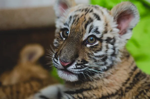 Imagen de cerca de una cara de cachorro de tigre — Foto de Stock