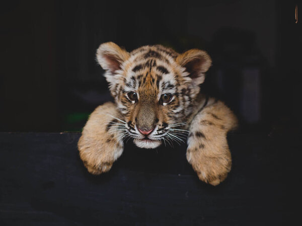 A tiger cub climbs over a black fence.