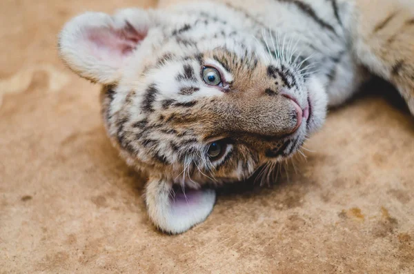 Μια κοντινή φωτογραφία ενός φίμωτρου από ένα μικρό τίγρη. Ο Τίγρης κοιτάει την κάμερα. — Φωτογραφία Αρχείου