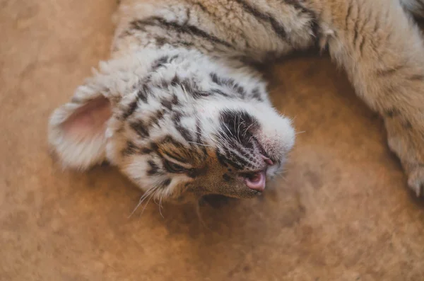 Zbliżenie zdjęcie tygrysa szczenię — Zdjęcie stockowe