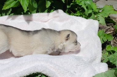 Küçük gri beyaz köpek yavrusu beyaz ekose üzerinde