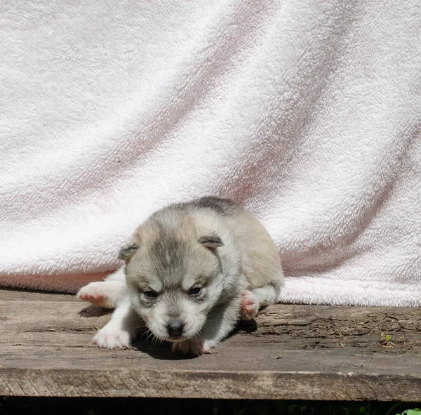 Маленький серый и белый хаски щенок на белом фоне — стоковое фото