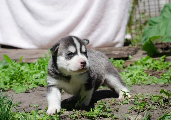 รูปภาพ ลูกสุนัขไซบีเรีย Husky สีดําและสีขาว — ภาพถ่ายสต็อก