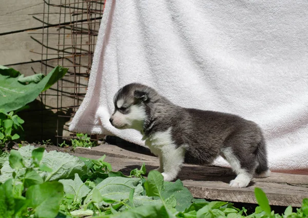 รูปภาพลูกสุนัขไซบีเรีย Husky สีดําและสีขาวในโพรไฟล์ — ภาพถ่ายสต็อก