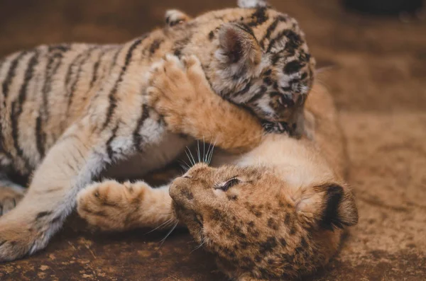 Foto des kämpfenden Löwenjungen und des Tigerjungen, wo ein Tigerjunges einen Löwen beißt — Stockfoto