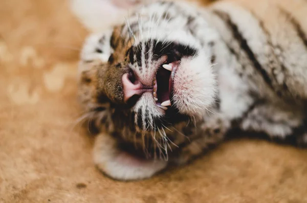 Фотография крупным планом намордника тигра. Фокус на клыках и челюстях . — стоковое фото