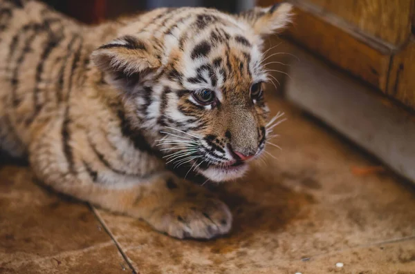 Foto eines Tigerjungen zu Hause auf dem Boden mit umklammerten Ohren — Stockfoto