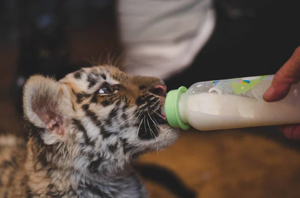 Tigerbabys singen von der Brustwarze bis zur Milch — Stockfoto