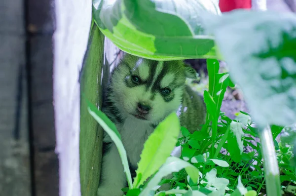 Photo of a Siberian husky puppy in black and white under a leaf of grass — Stock Photo, Image