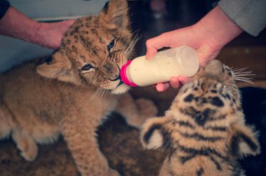 Bir aslan yavrusu ve bebek meme ucundan süt içen bir kaplan yavrusunun fotoğrafı.