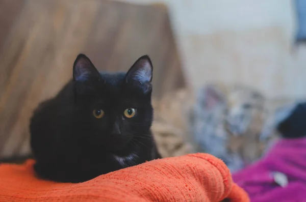 Foto di un gatto nero su un divano sullo sfondo del quale dorme un cucciolo di tigre — Foto Stock