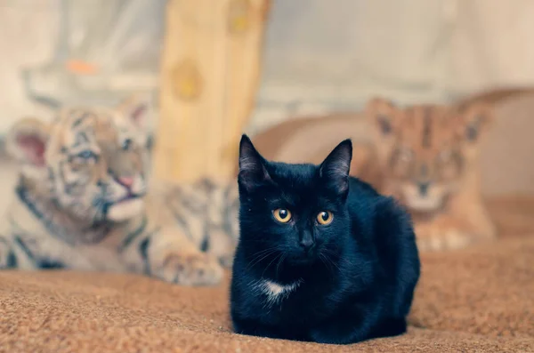 Foto di un gatto nero dietro il quale si trovano un cucciolo di leone e un cucciolo di tigre — Foto Stock