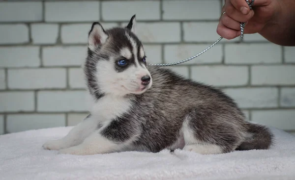 Czarno-biały husky szczeniak — Zdjęcie stockowe