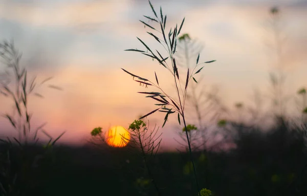 夕日とスパイクレットの写真。壁紙のためのぼやけた背景. — ストック写真