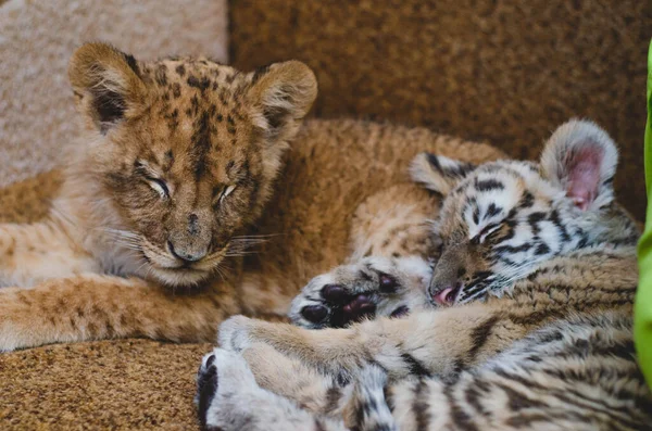 Photo of a squinting lion cub and a tiger cub lying together on a sofa — Stock Photo, Image