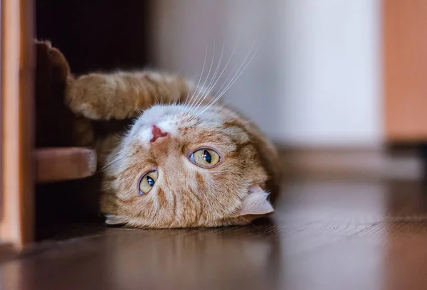 Foto Einer Ingwerfaltenkatze Die Mit Hochgelegten Pfoten Liegt — Stockfoto