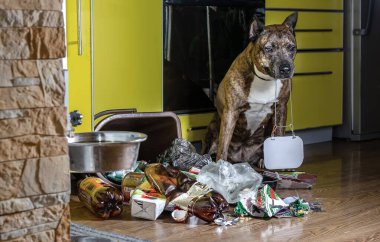 Köpek mutfakta, devrilmiş bir kovadan çıkan çöp yığınının yanında oturuyor ve suçlu olarak dişindeki yazı için bir tablet tutuyor. Çöp yığınına odaklan..