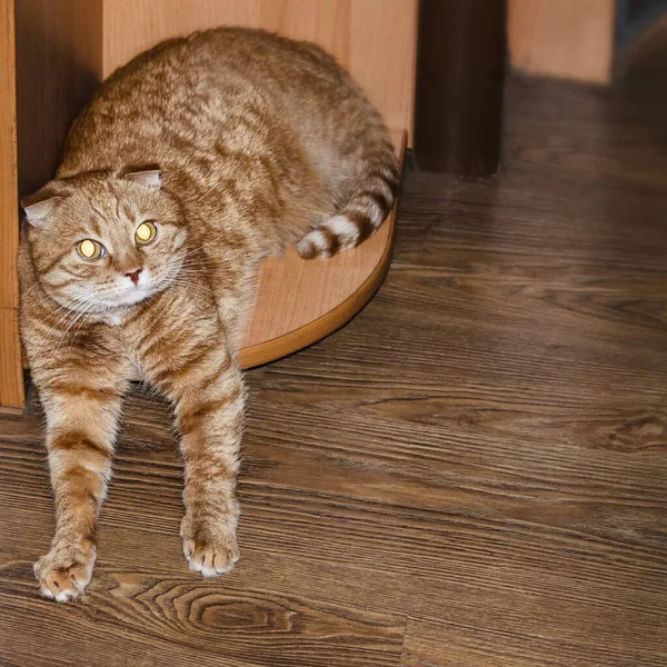 Red Scottish Fold Kočka Odpočívá Polici Horkém Dni — Stock fotografie