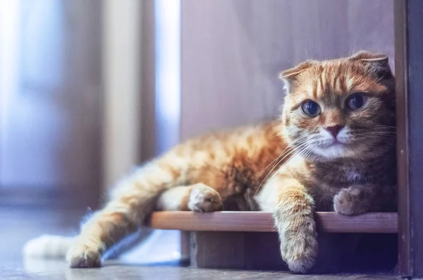 Κόκκινη Scottish Fold Γάτα Στηρίζεται Ένα Ράφι Και Κοιτάζει Την — Φωτογραφία Αρχείου