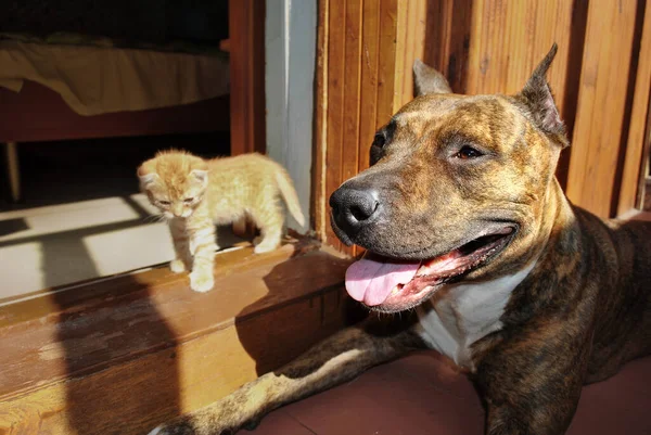 Large Dog Ginger Kitten Bask Sun Veranda Hot Summer Day — Stock Photo, Image