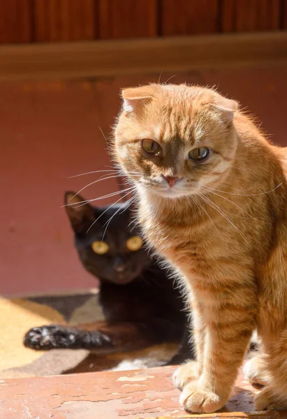 一只生姜折叠的猫和一只黄眼睛的黑猫在木制阳台地板上晒太阳 — 图库照片
