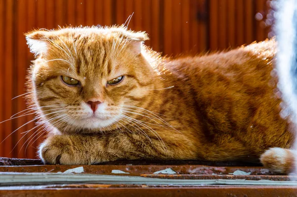 Niezadowolony Rudy Kot Pławi Się Słońcu Progu Drzwi Balkonowych Mruży — Zdjęcie stockowe