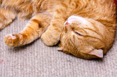 Tatlı kırmızı kedi evde uzanıyor ve dinleniyor.