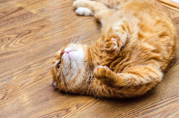 Divertente Simpatico Gatto Arancione Sdraiato Sul Pavimento Pancia Vicino — Foto Stock