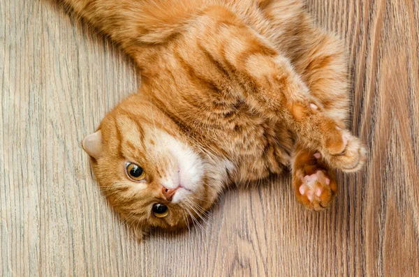 Divertente Simpatico Gatto Arancione Sdraiato Sul Pavimento Vicino — Foto Stock