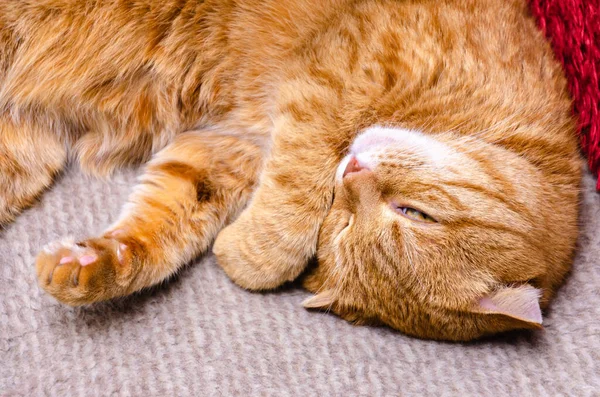 Χαριτωμένο Κόκκινο Γάτα Ξαπλωμένη Και Χαλαρωτική Στο Σπίτι — Φωτογραφία Αρχείου