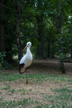 Leylekler büyük, uzun bacaklı, uzun gagalı kuşlardır. Ciconiidae adında bir aileye aitler..