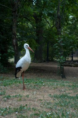 Leylekler büyük, uzun bacaklı, uzun gagalı kuşlardır. Ciconiidae adında bir aileye aitler..
