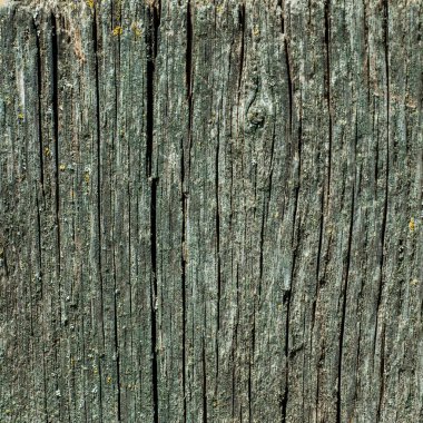 Eski çürük ahşap dokusu yosun ile