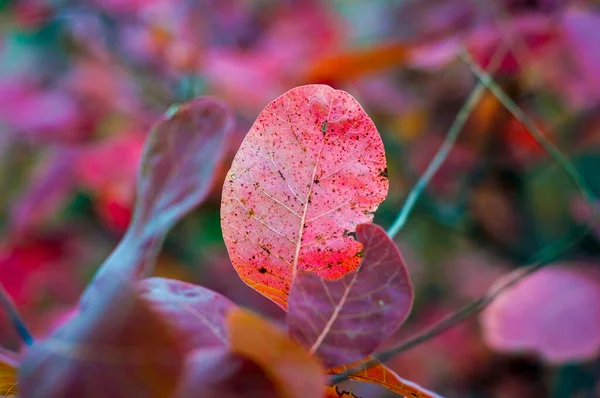 Satu daun merah muda — Stok Foto