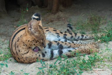 Serval kumda ve çimenlerde yatıyor.