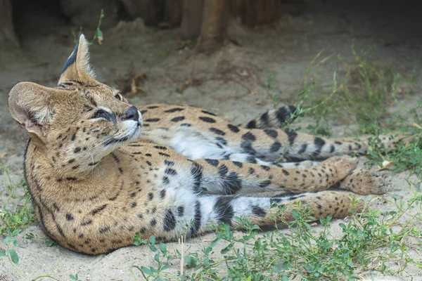 Serval liegt auf Sand und Gras — Stockfoto