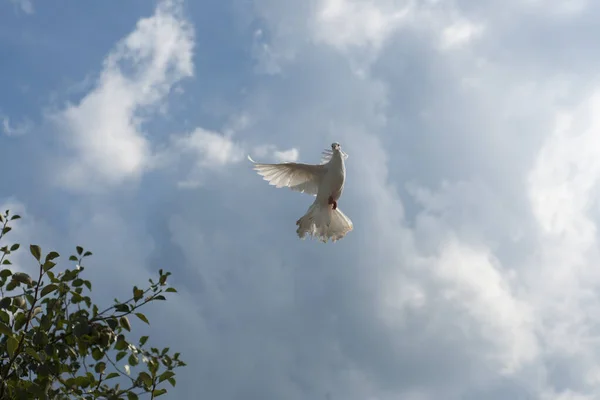 Pombo voa no céu azul — Fotografia de Stock