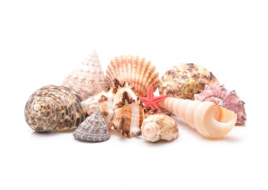 beyaz arkaplanda deniz yıldızları ve deniz kabukları 