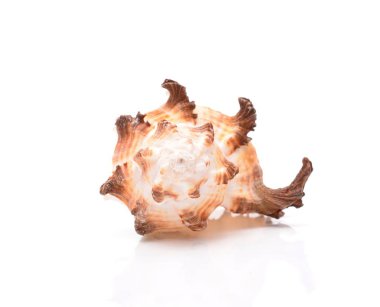 deniz kabuğu beyaz üzerine izole 