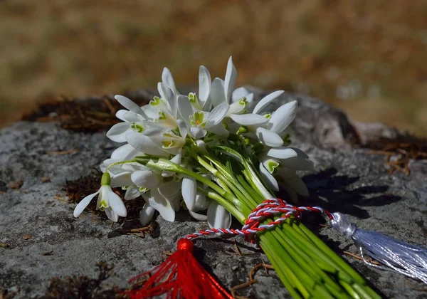 Πρώτη Snowdrops Στο Δάσος — Φωτογραφία Αρχείου